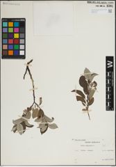 Foto von Salix lapponum L.